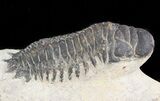 Bargain, Crotalocephalina Trilobite #47370-2